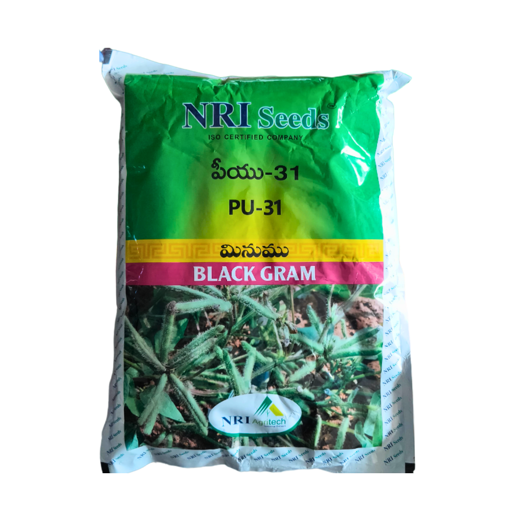 PU 31 Black Gram Seeds - NRI | F1 Hybrid | Buy Online at Best Price
