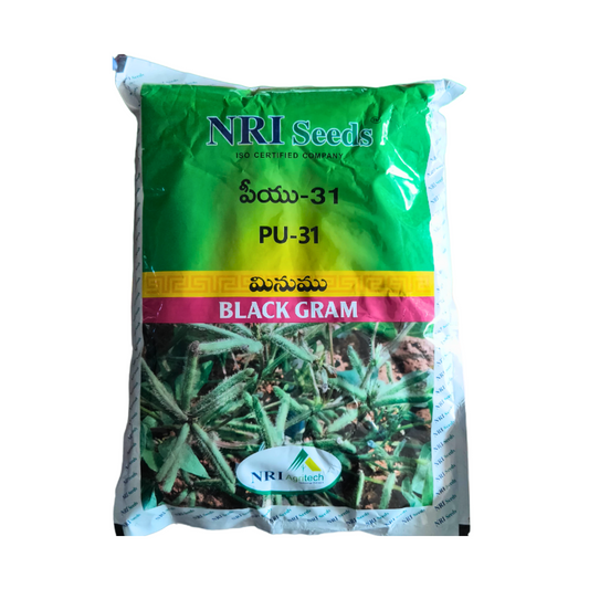 PU 31 Black Gram Seeds - NRI | F1 Hybrid | Buy Online at Best Price