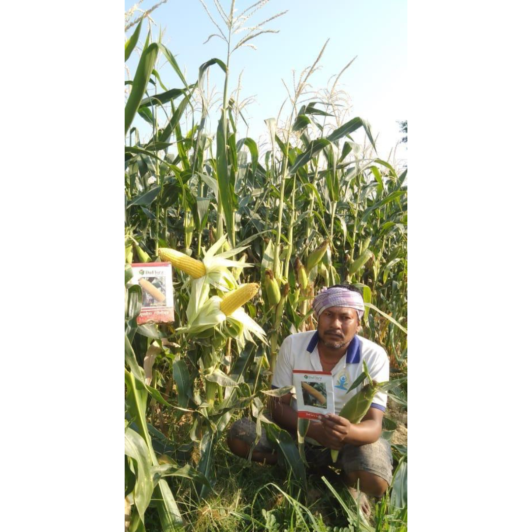 DF Sweety Gold Sweet Corn Seeds - DuFlora | F1 Hybrid | Buy Online Now