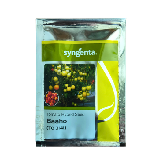 Bahoo 3141 Tomato Seeds - Syngenta | F1 Hybrid | Buy Online at Best Price