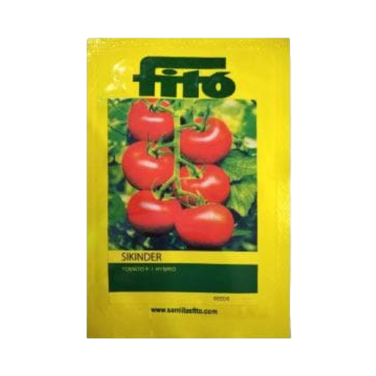 Sikinder Tomato Seeds - Fito | F1 Hybrid | Buy Online at Best Price