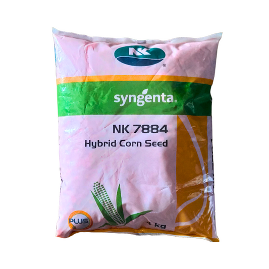 NK 7884 Plus Maize Seeds - Syngenta | F1 Hybrid | Buy Online at Best Price
