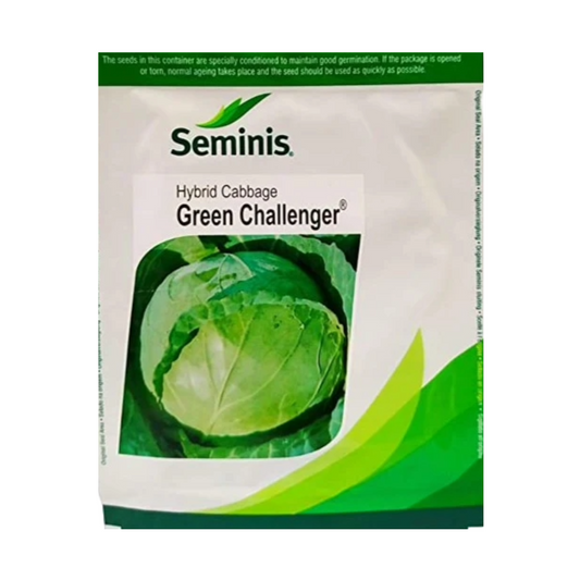 Green Challenger Cabbage Seeds - Seminis | Buy Online at Best Price