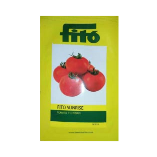 Sunrise Tomato Seeds - Fito | F1 Hybrid | Buy Online at Best Price