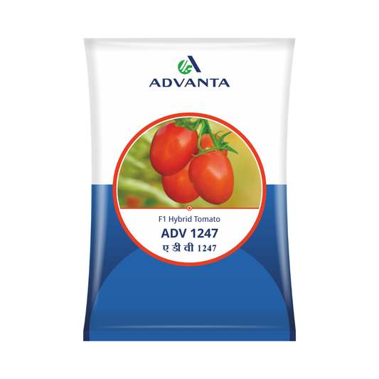 ADV 1247 Tomato Seeds - Advanta | F1 Hybrid | Buy Online Now