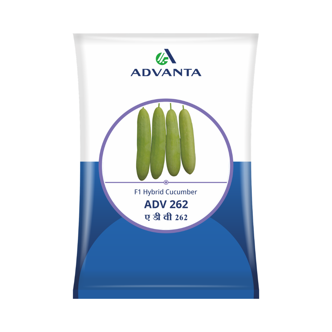 ADV 262 Cucumber Seeds - Advanta | F1 Hybrid | Buy Online at Best Price