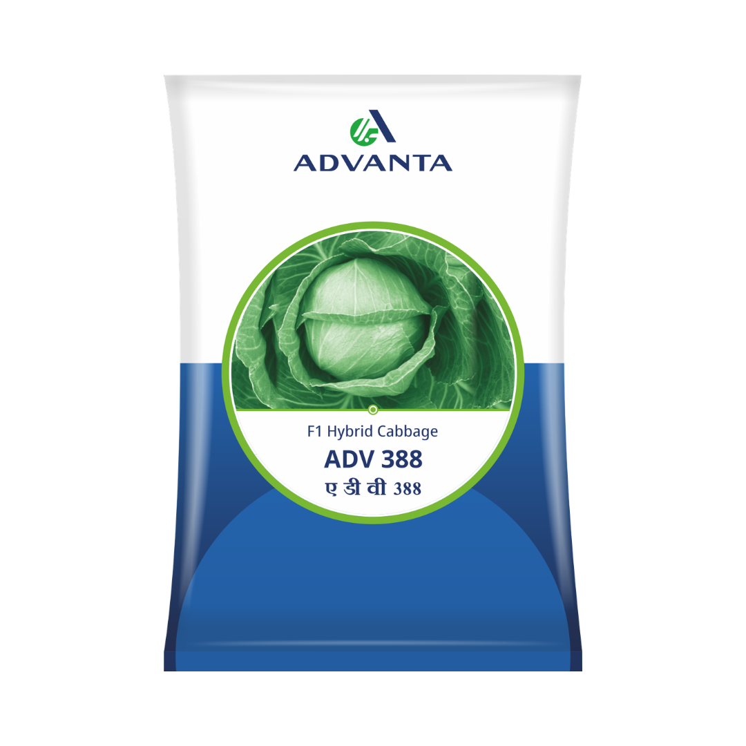 ADV 388 Cabbage Seeds - Advanta | F1 Hybrid | Buy Online at Best Price
