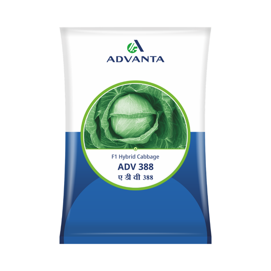 ADV 388 Cabbage Seeds - Advanta | F1 Hybrid | Buy Online at Best Price