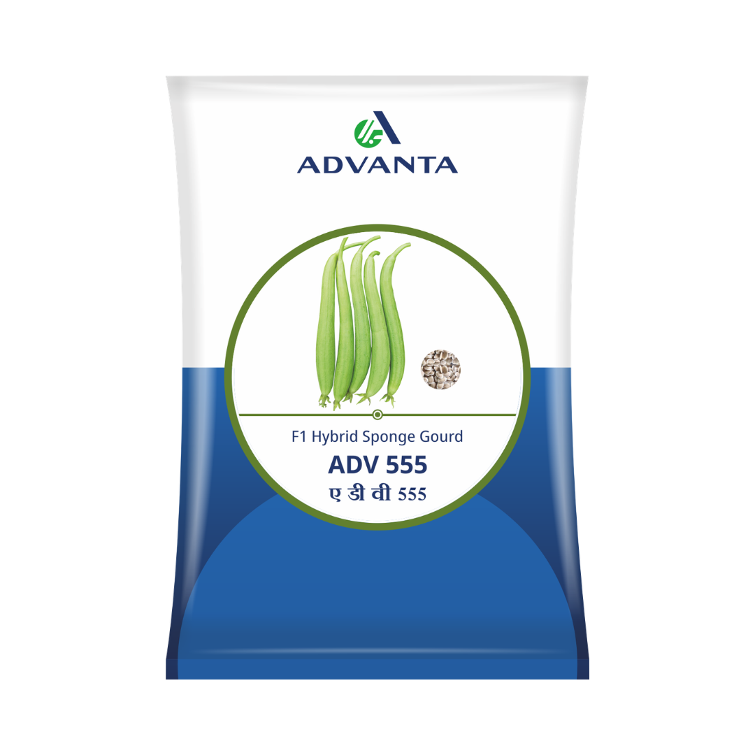 ADV 555 Sponge Gourd Seeds - Advanta | F1 Hybrid | Buy Online at Best Price