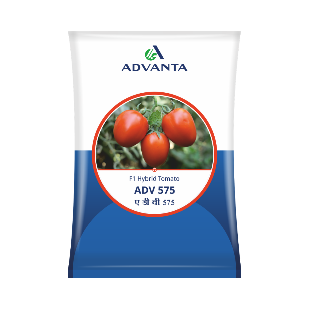 ADV 575 Tomato Seeds - Advanta | F1 Hybrid | Buy Online at Best Price
