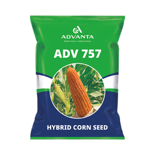 ADV 757 Corn Seeds - Advanta | F1 Hybrid | Buy Online at Best Price