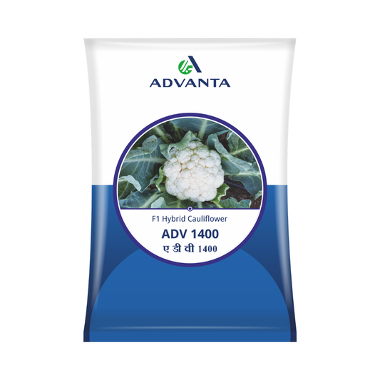 ADV 1400 Cauliflower Seeds - Advanta | F1 Hybrid | Buy Online at Best Price