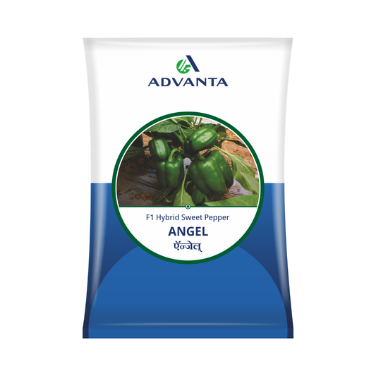 Angel Capsicum Seeds - Advanta | F1 Hybrid | Buy Online Now