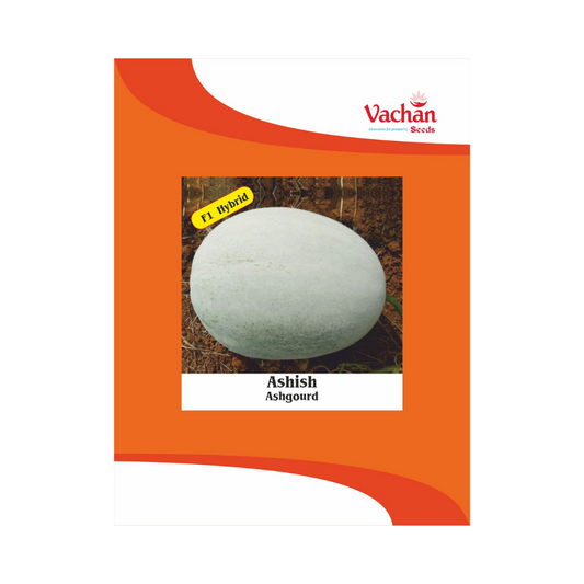 Ashish Ash Gourd Seeds - Vachan Seeds | F1 Hybrid | Buy Online Now
