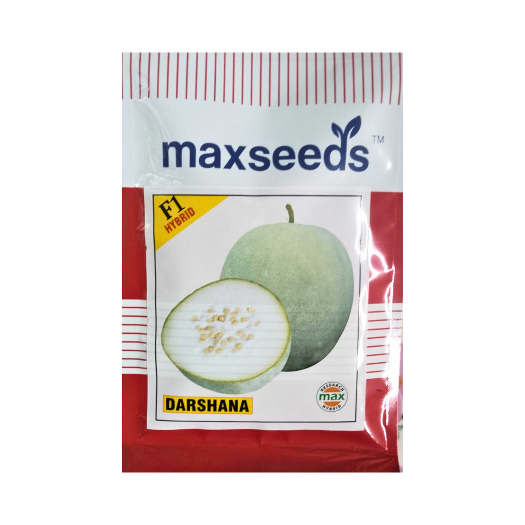 Darshana Ash Gourd Seeds - Max Seeds | F1 Hybrid | Buy Online Now