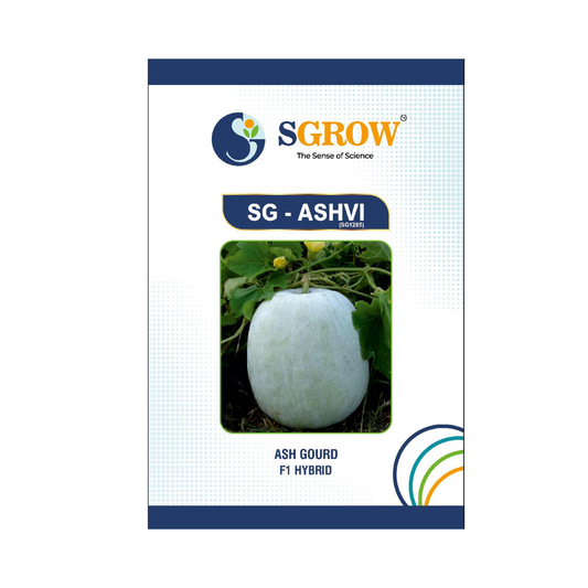SG-Ashvi Ash Gourd Seeds