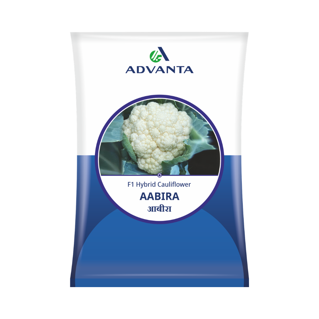 Aabira Cauliflower Seeds - Advanta | F1 Hybrid | Buy Online Now