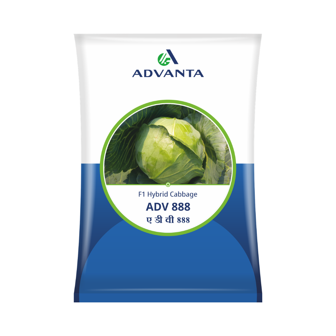 ADV 888 Cabbage Seeds - Advanta | F1 Hybrid | Buy Online at Best Price