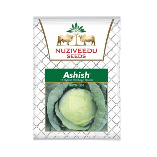 Ashish NHBC-505 Cabbage Seeds - Nuziveedu | F1 Hybrid | Buy Online at Best Price