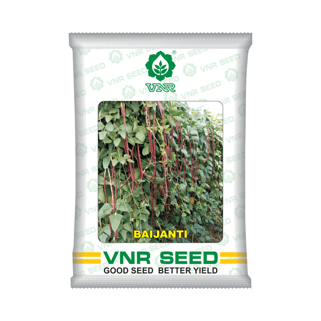 Baijanti Cowpea Seeds - VNR | F1 Hybrid | Buy Online at Best Price Now