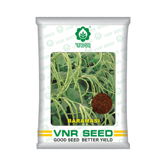 Baramasi Cowpea Seeds - VNR | F1 Hybrid | Buy Online at Best Price Now