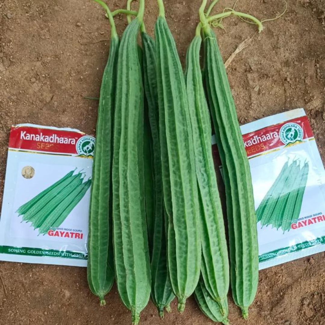 Gayatri Ridge Gourd Seeds