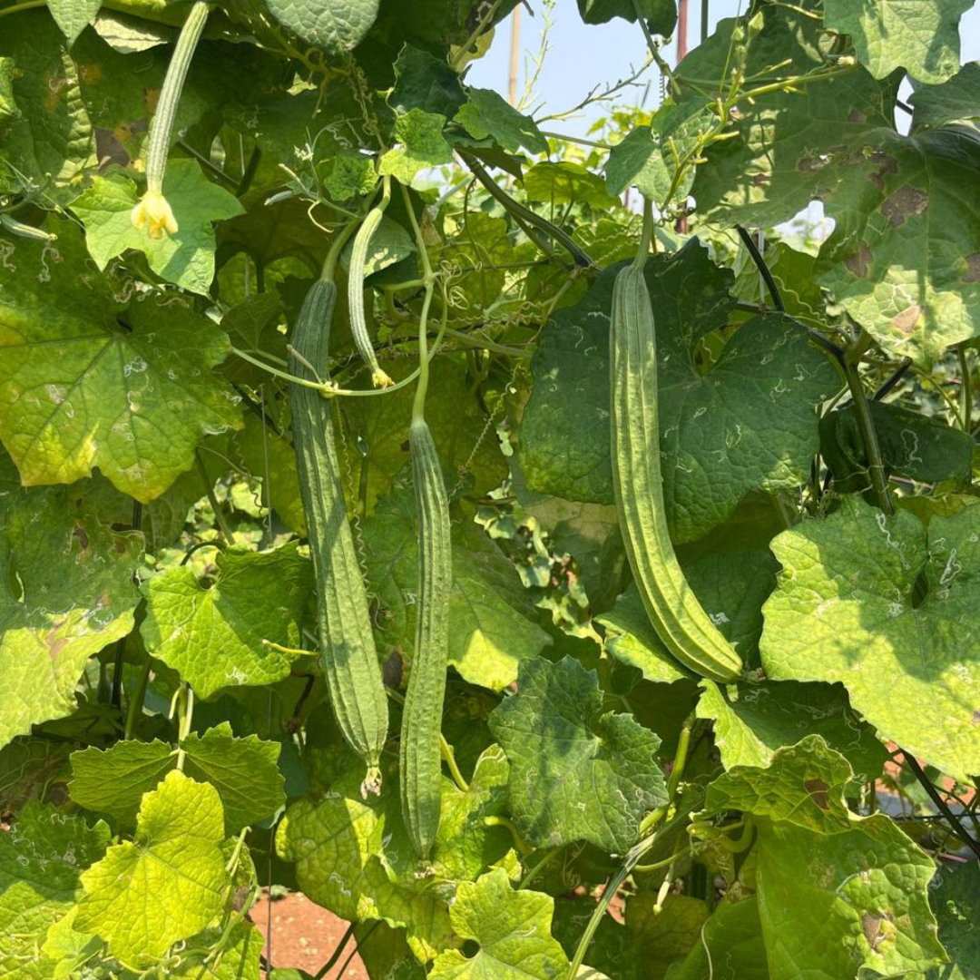 Gayatri Ridge Gourd Seeds