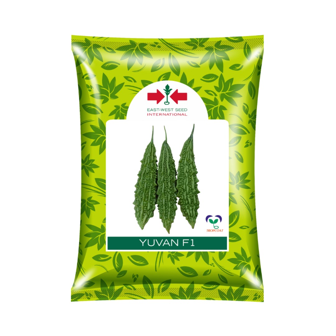 Yuvan Bitter Gourd Seeds - East West | F1 Hybrid | Buy Online Now