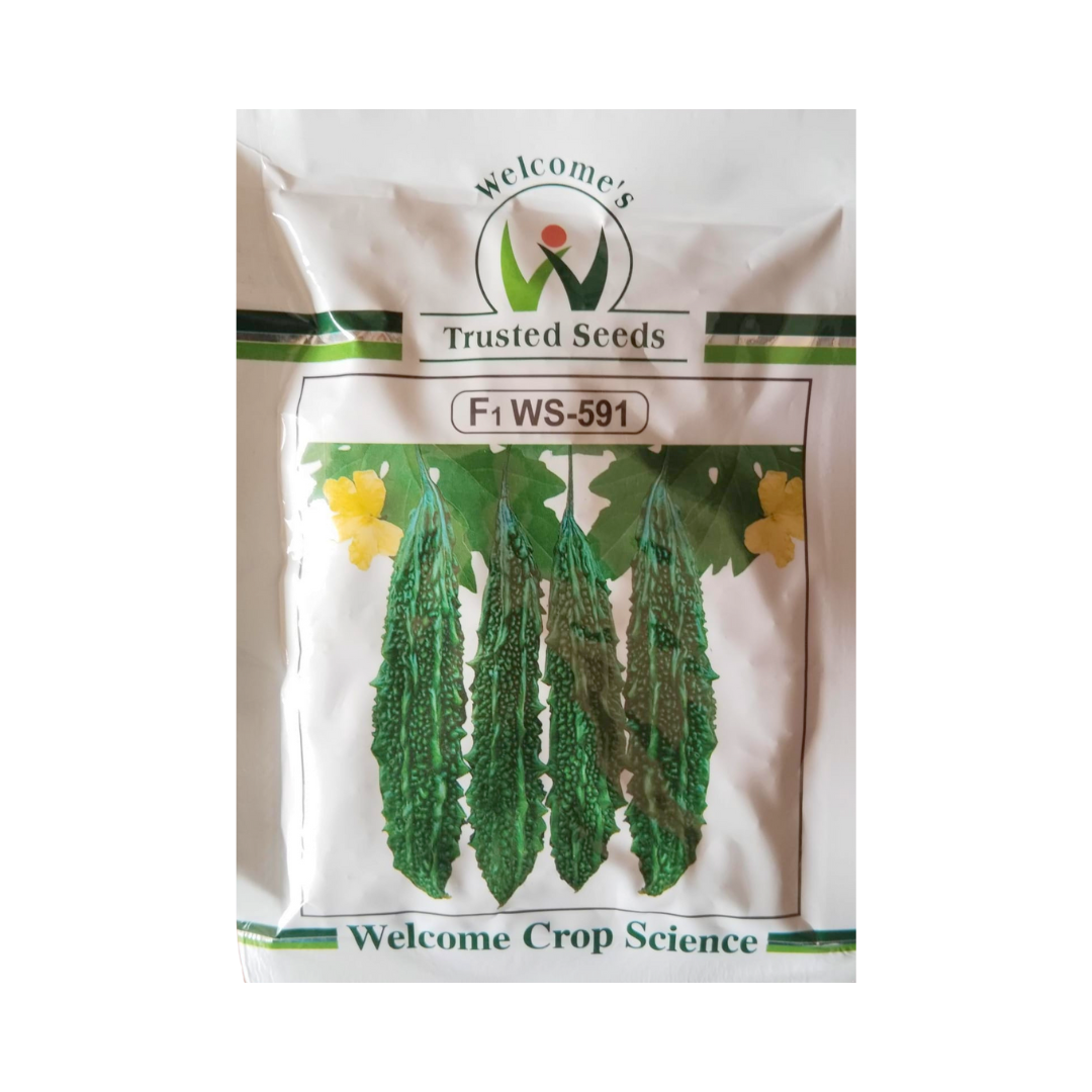 WS-591 Bitter Gourd Seeds - Welcome Seeds | F1 Hybrid | Buy Online Now