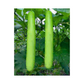 DF Sitara Bottle Gourd Seeds - Duflora | Buy Online Now - DesiKheti