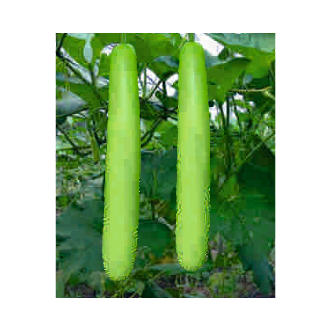 DF Sitara Bottle Gourd Seeds - Duflora | Buy Online Now - DesiKheti