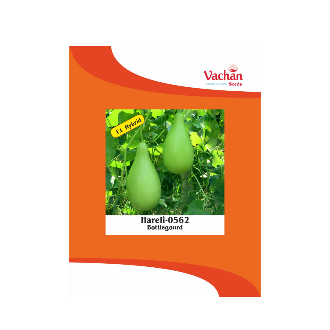 Hareli-0562 Bottle Gourd Seeds - Vachan | F1 Hybrid | Buy Online Now