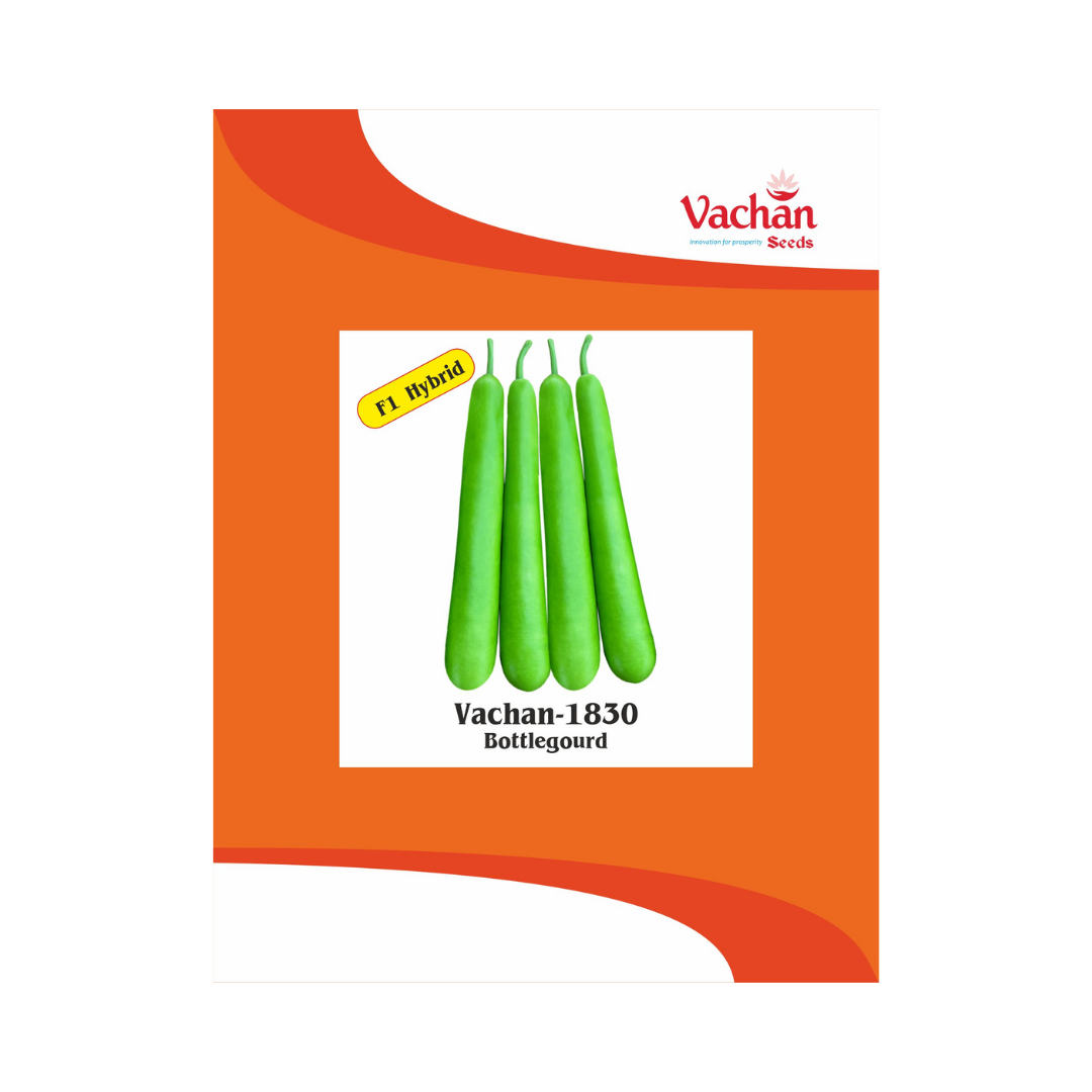 Vachan-1830 Bottle Gourd Seeds - Vachan | F1 Hybrid | Buy Online Now