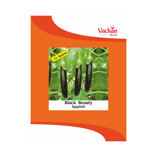 Black Beauty Brinjal Seeds - Vachan | F1 Hybrid | Buy Online Now