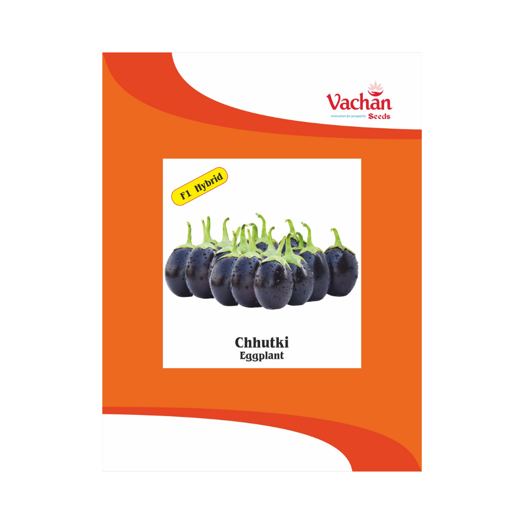 Chhutki Brinjal Seeds - Vachan | F1 Hybrid | Buy Online Now