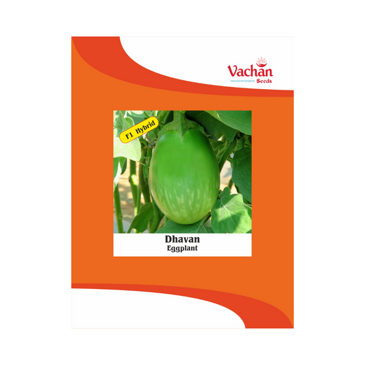 Dhavan Brinjal Seeds - Vachan | F1 Hybrid | Buy Online Now - DesiKheti