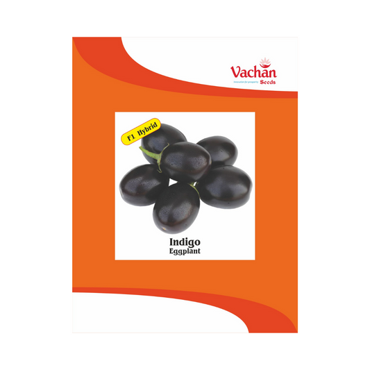 Indigo Brinjal Seeds - Vachan | F1 Hybrid | Buy Online Now - DesiKheti