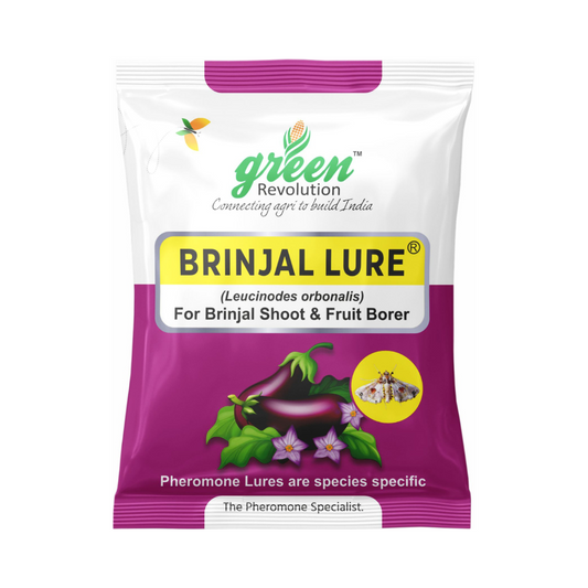 Brinjal Lure Leucinodes Orbinalis (Pack of 10) - Green Revolution