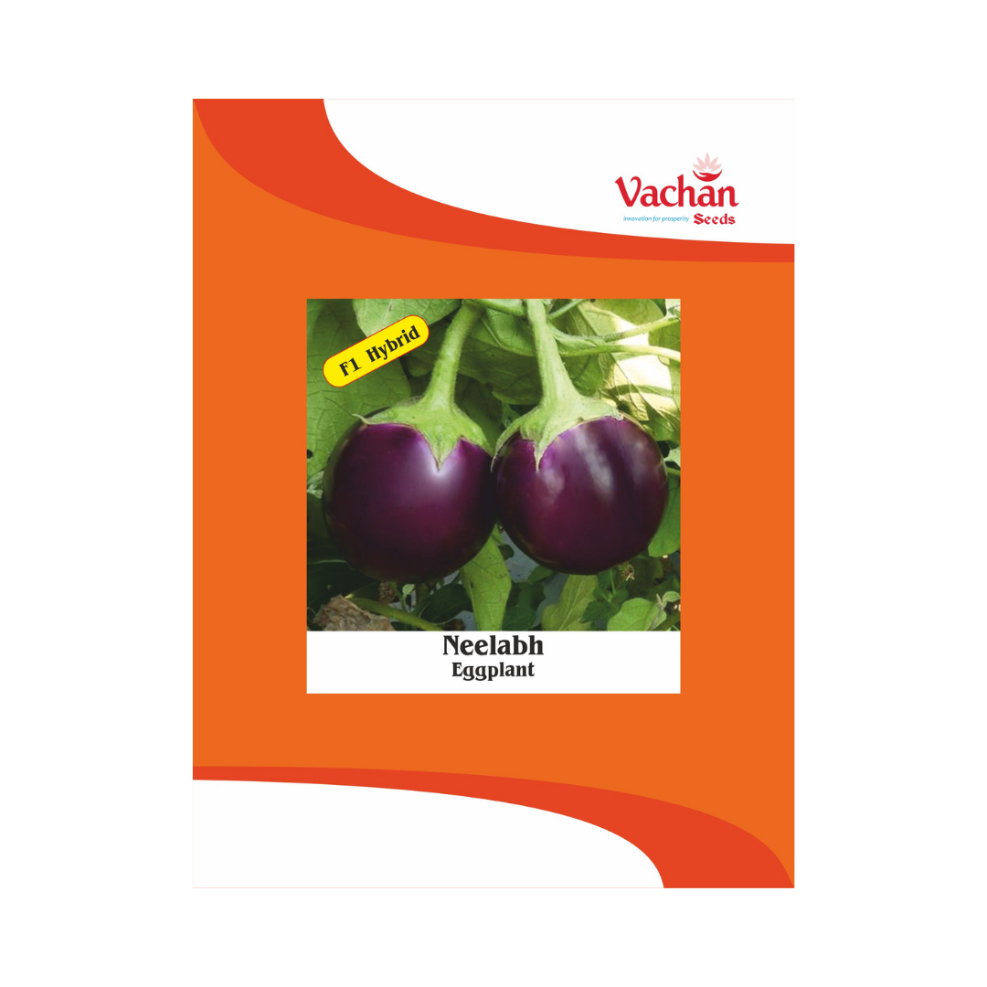 Neelabh Brinjal Seeds - Vachan | F1 Hybrid | Buy Online Now - DesiKheti