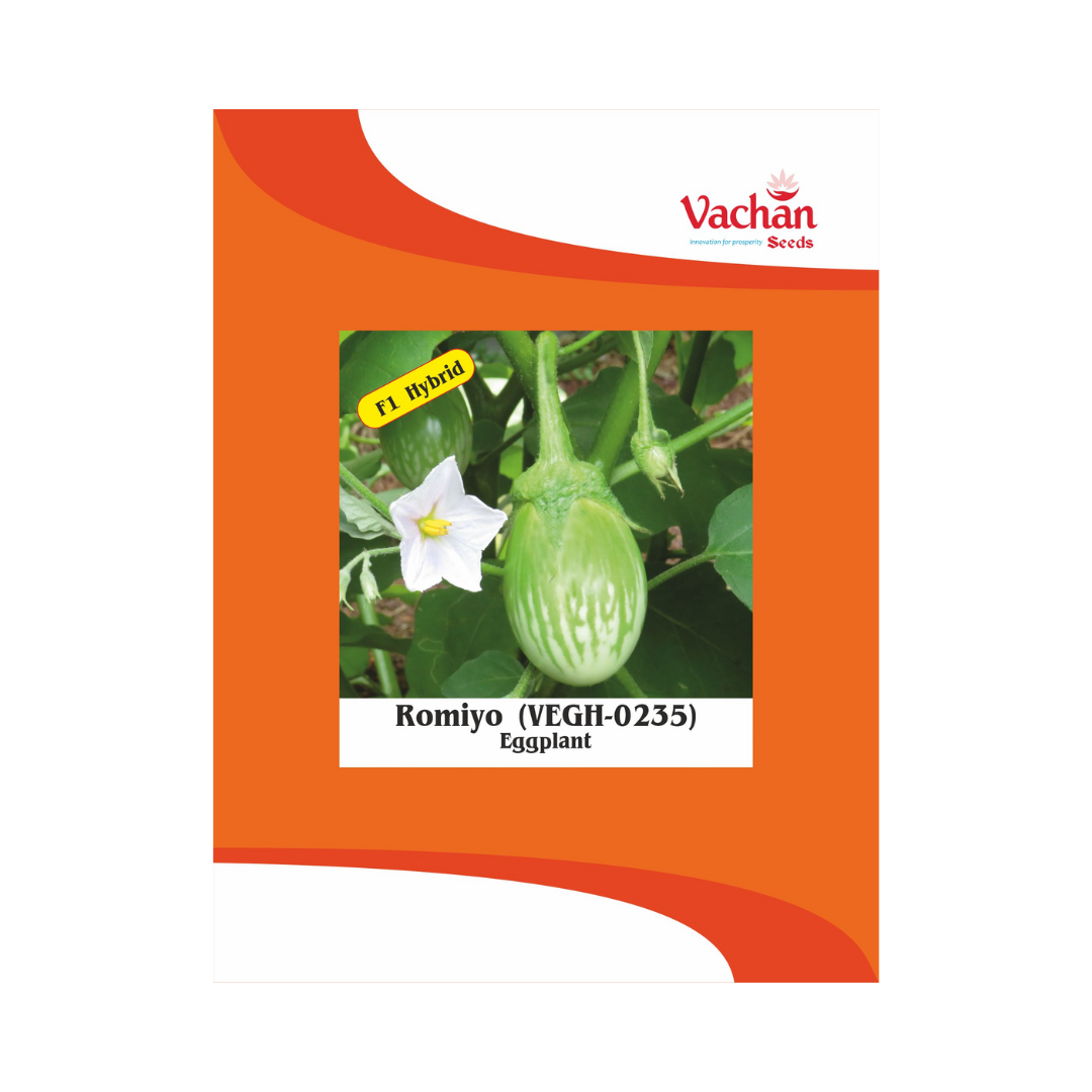 Romiyo (VEGH-0235) Brinjal Seeds - Vachan | F1 Hybrid | Buy Online Now