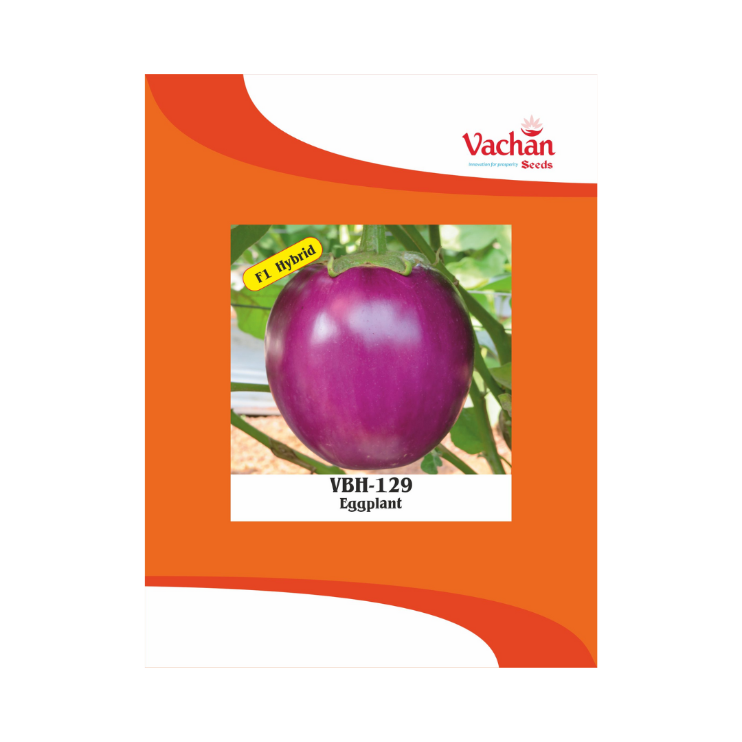VBH-129 Brinjal Seeds - Vachan | F1 Hybrid | Buy Online Now - DesiKheti