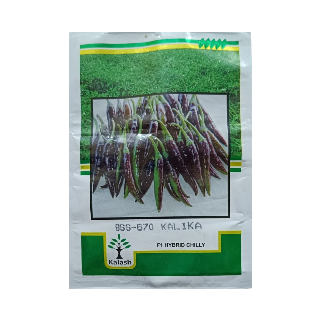 BSS 670 Kalika Chilli Seeds - Kalash | F1 Hybrid | Buy Online at Best Price