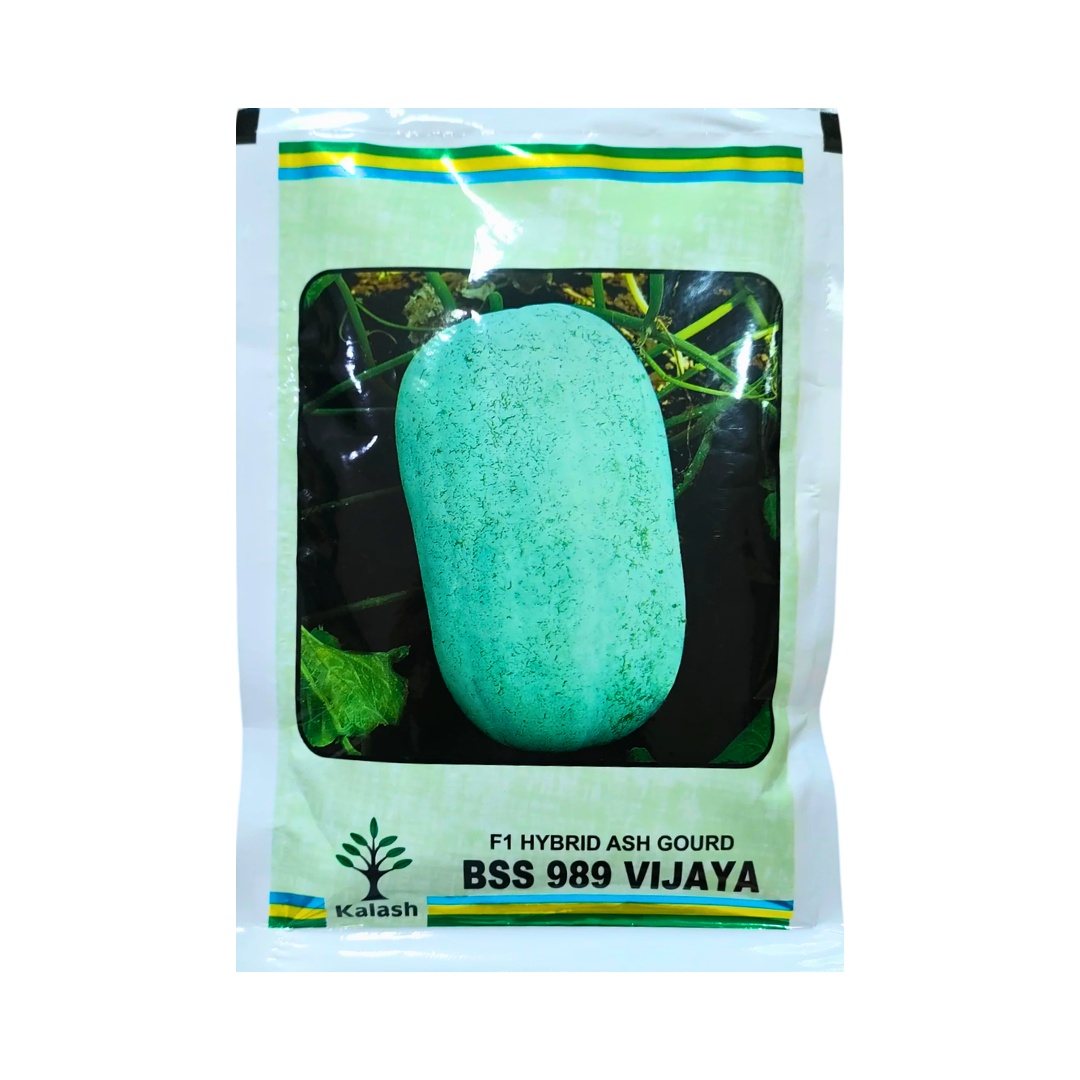 BSS-989 Vijaya Ash Gourd Seeds - Kalash | F1 Hybrid | Buy Online Now