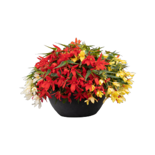 Begonia Boliviensis Groovy Mix - Benary | F1 Hybrid | Buy Online Now