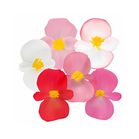 Begonia Semperflorens Cocktail Mix - Benary | F1 Hybrid | Buy Online