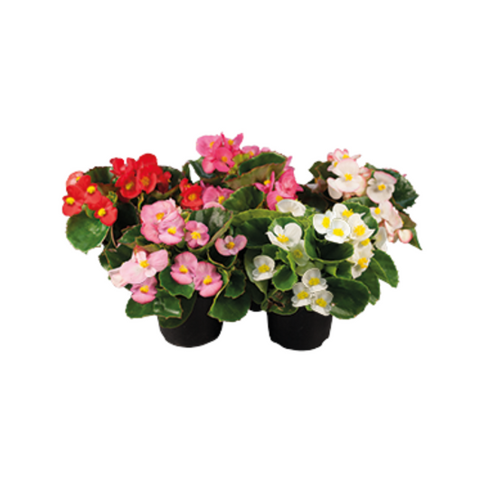 Begonia Semperflorens Super Olympia Mix - Benary | F1 Hybrid | Buy Now