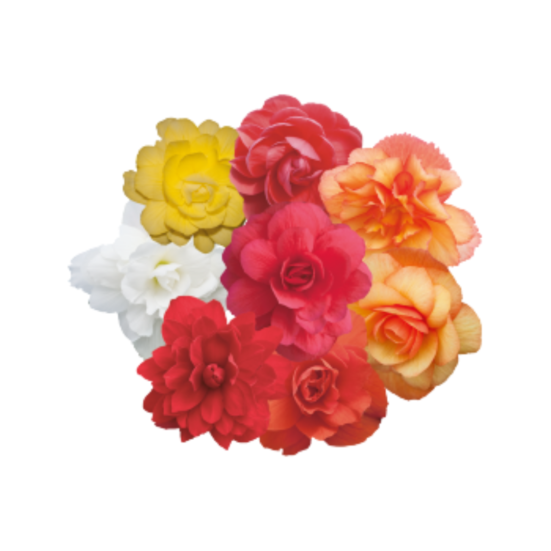 Begonia Tuberhybrida Illumination Mix - Benary | F1 Hybrid | Buy Now