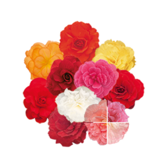 Begonia Tuberhybrida Nonstop Mocca Mix - Benary | F1 Hybrid | Buy Now