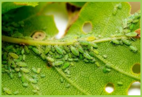 Bitter Insect Bitter gourd Aphids | Bitter gourd Pest | Symptoms & Control Measures ...