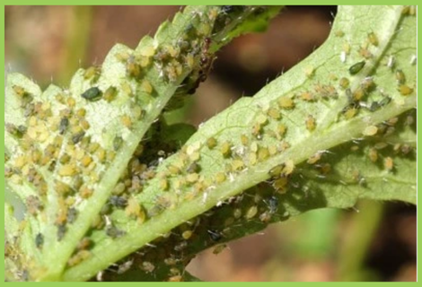 Bitter Insect Bitter gourd Aphids | Bitter gourd Pest | Symptoms & Control Measures ...